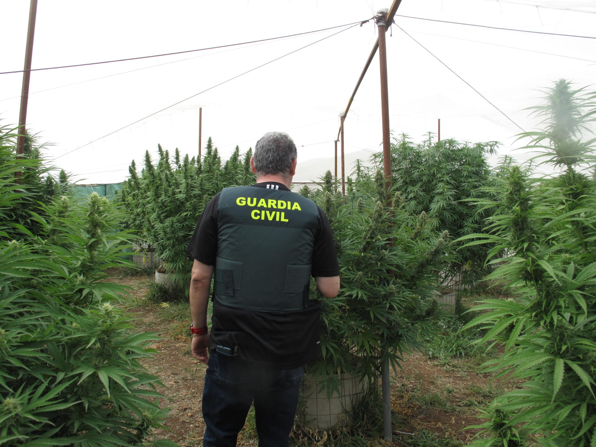 Intervenidas 2.418 plantas de cannabis sativa en quince operaciones antidroga en la provincia de Granada